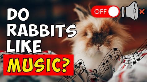 do rabbits like music